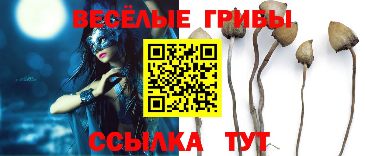 Галлюциногенные грибы Psilocybe  Гатчина 